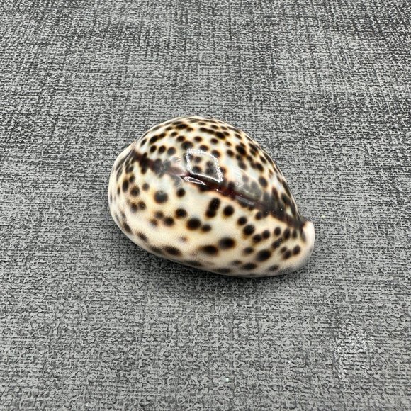 4 Leopard Tiger Cowrie Shell 3" to 2.25" Craft Beach Decor Nautical Dorsal Line - Picture 7 of 9